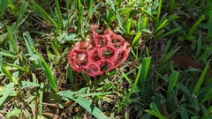 Clathrus crispus