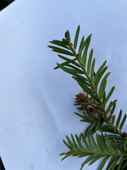 Taxus baccata