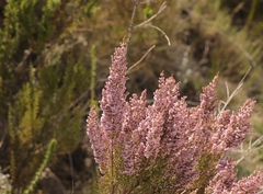 Erica quadrangularis