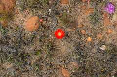 Drosanthemum lavisii