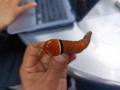 Papilio multicaudata multicaudata