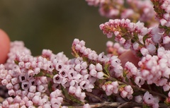 Erica quadrangularis