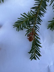 Taxus baccata