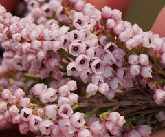Erica quadrangularis