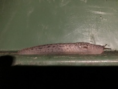 Limax maximus