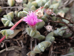 Braunsia maximilianii