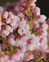 Erica quadrangularis
