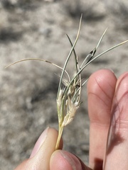 Dasyochloa pulchella