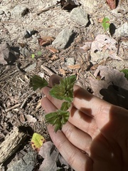Elephantopus tomentosus