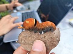 Papilio multicaudata multicaudata