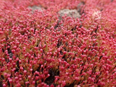 Crassula aphylla