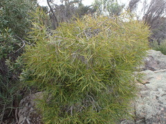 Metrosideros angustifolia