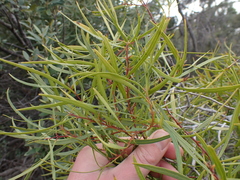 Metrosideros angustifolia