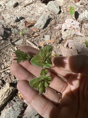 Elephantopus tomentosus