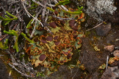 Solorina crocea