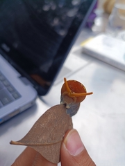 Papilio multicaudata multicaudata