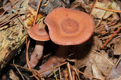 Lactarius camphoratus