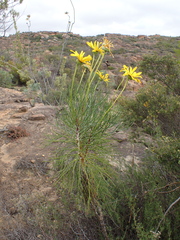 Euryops
