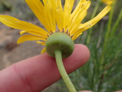 Euryops