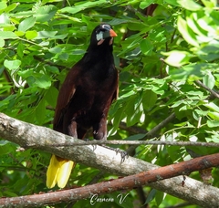 Psarocolius montezuma