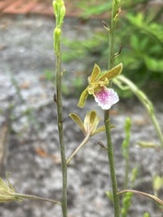Eulophia graminea