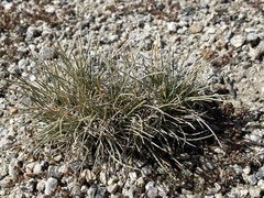 Dasyochloa pulchella