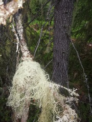 Alectoria sarmentosa