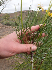 Euryops