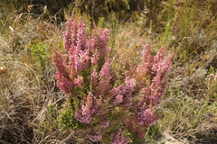 Erica quadrangularis