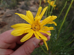 Euryops