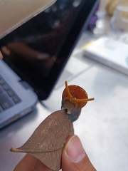 Papilio multicaudata multicaudata