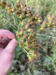 Solidago rigida