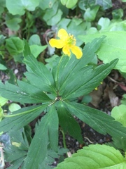 Anemonoides ranunculoides