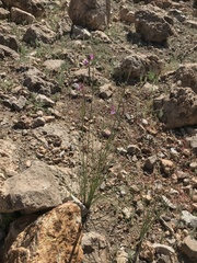 Olsynium scirpoideum