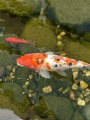 Cyprinus rubrofuscus