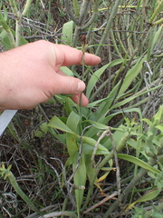 Trachyandra adamsonii