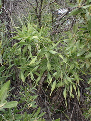 Trachyandra adamsonii