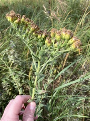 Solidago rigida