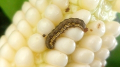 Helicoverpa zea