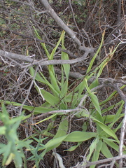 Trachyandra adamsonii