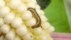 Helicoverpa zea