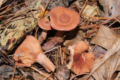 Lactarius camphoratus
