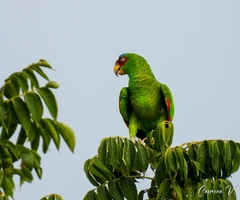 Amazona albifrons