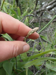 Trachyandra adamsonii