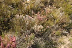 Erica quadrangularis