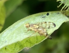 Terellia tussilaginis