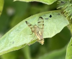 Terellia tussilaginis