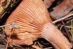 Lactarius camphoratus