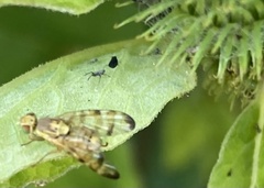 Terellia tussilaginis