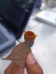 Papilio multicaudata multicaudata